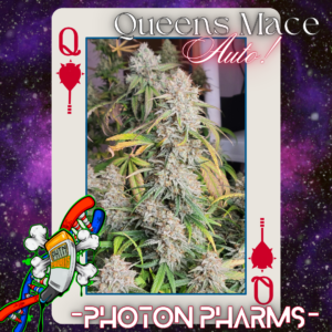 Queens Mace Auto 5 Feminized Autoflower Seeds