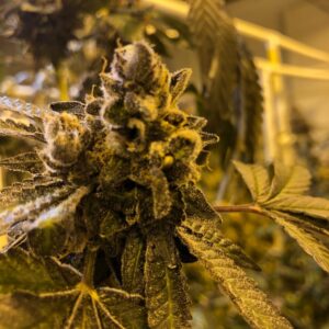 Rager (Stardawg x Gelato 41 RVSD) 8 Feminized Seeds