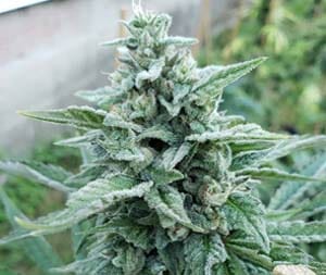 Rain Dance (Black Lime Bubba x Burnt Toast) 12 Regular Seeds