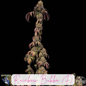 Rainbow Bubba F1 (Rainbow Sherbet 11 x Pre98 Bubba Kush) F1 6 Feminized Seeds