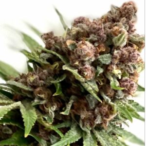 Frosted Raspberries S1 (Frosted Raspberries x Frosted Raspberries-rvsd) 3 Feminized Seeds