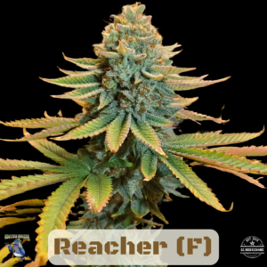 Reacher (Dracarys #5 x Pre98 Bubba Kush) 6 Feminized Seeds