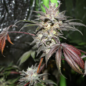 Red Skunk Hashplant (Iraqi Red Skunk x HP/88 G13 Hashplant ) 10 Regular Seeds