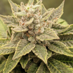 Reign Man F1 (Mendo Breath x OG Magnum) 10 Regular Seeds