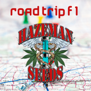 Road Trip F2 (BC Roadkill Skunk x Deep Chunk) 12 Regular Seeds