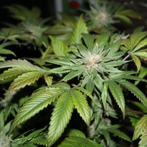Roadkill Cheeba (Roadkill Skunk Heime Cut x Roadkill Skunk #32 S1 Stray Cut) 12 Feminized Seeds