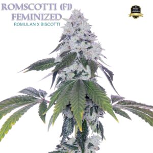 Romscotti F1 (Romulan x Biscotti) 6 Feminized Seeds