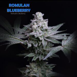 Romulan Blueberry F1 (Romulan x Blueberry F4) 12 Regular Seeds
