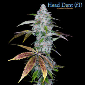 Head Dent F1 (Headband x Romulan) 12 Regular Seeds