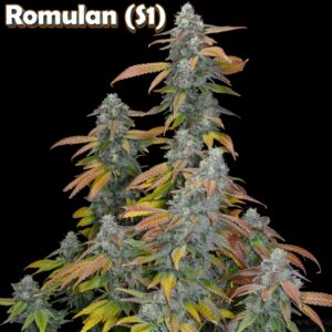 Romulan S1 6 Feminized Seeds