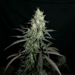 High Strangeness F5 Auto 3 Feminized Autoflower Seeds
