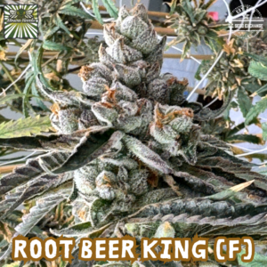 Root Beer King (Legend OG x Root Beer Mac#11) 6 Feminized Seeds