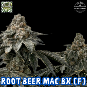 Root Beer Mac BX 6 Feminized Seeds