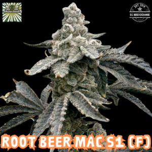 Root Beer Mac S1 6 Feminized Seeds