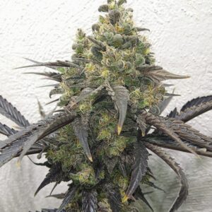 GMO Rootbeer x Northern Lights #2 F1 10 Regular Seeds