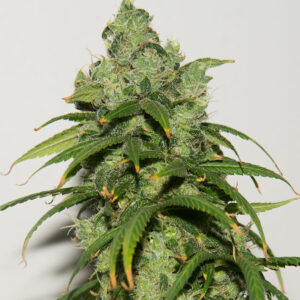 Mass Rootbeer x '88 Northern Lights #2 F1 12 Regular Seeds