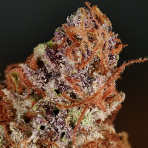 Round Earth (Mr. E Pupil x FiveStar) 6 Feminized Seeds