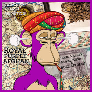 Royal Purple Afghan F1 (BOEL Vintage Afghani x Long Valley Royal Kush) 10 Regular Seeds