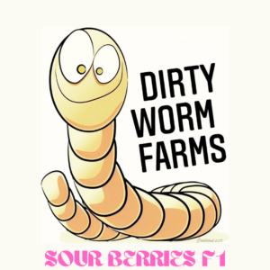 Sour Berries F1 10 Regular Seeds