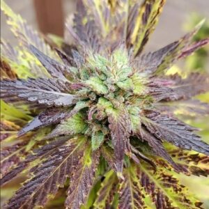 SR-71 Purple Kush BX F5 12 Regular Seeds