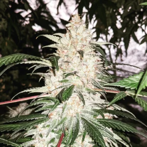 Super Sour F8 20 Regular Seeds