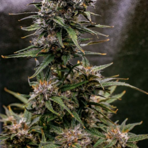 Saint Expeditus F1 Auto 3 Feminized Autoflower Seeds
