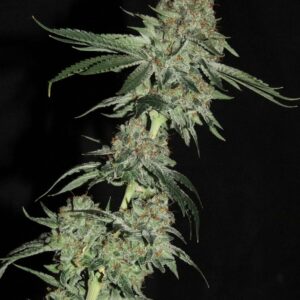 Santa Muerte (Ghost OG x Pestilence) 10 Feminized Seeds