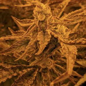 Sashimi F1 (Pure Kush x [Dogwalker x Golden Ticket]) 12 Regular Seeds