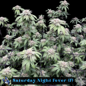Saturday Night Fever F1 (Trinity Skunk x Pre 98 Bubba Kush) 6 Feminized Seeds