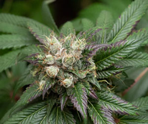 Schromba (Schrom x Pre-98 Bubba Kush) 6 Feminized Seeds