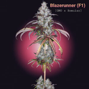 Blazerunner F1 (GMO x Romulan) 12 Regular Seeds
