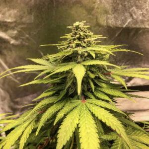 The Forge Auto F3 ([Durban Poison x Ruderalis] x Anvil F5) 10 Regular Seeds