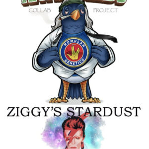 Ziggy's Stardust F1 (80's Skunk x Romulan) 12 Reglar Seeds