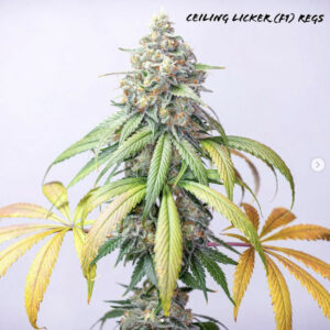 Ceiling Licker F1 (JB Chem x Romulan) 12 Regular Seeds