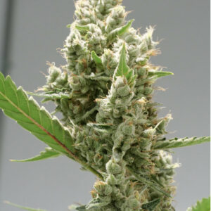 Deadly Kernel F1 (Kernel PuTang x Deadly Sativa) 13 Regular Seeds