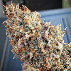 Banana Butter Breath F1 (Peanut Butter Breath x Banana OG F3) 12 Regular Seeds