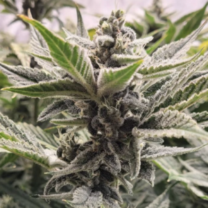 Scoopski F2 Auto 3 Feminized Autoflower Seeds