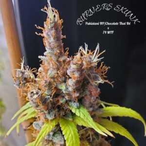 Burners Skunk F1 (Pakistani HP/Chocolate Thai IBL x 74 MTF) 10 Regular Seeds