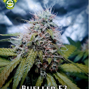 Bueller F3 (Banana Kush x (GG4 x G6 JetFuel)) 10 Regular Seeds