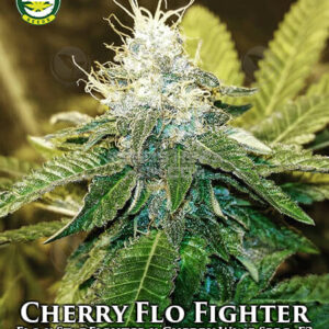 Cherry Flo-Fighter (Flo Fighter x Cherry Wine Spectrum f3) 10 Regular Seeds