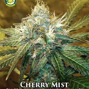 Cherry Mist (Pre-99 Kali Mist x CWS f3) 10 Regular Seeds