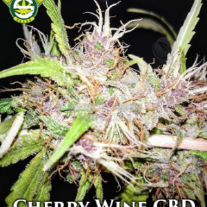Cherry Wine Spectrum F4 10 Regular Seeds
