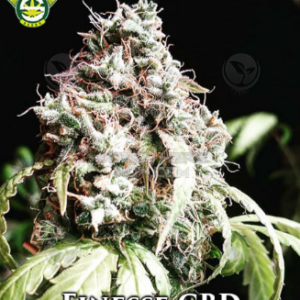 Finesse CBD F2 10 Regular Seeds