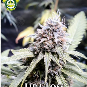 Lip Gloss F2 (Suckles #6 x Mactite F2) 10 Regular Seeds