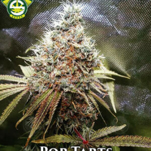 Pop Tarts (Sour OG Affie BX2 x Lemon Cake) 10 Regular Seeds