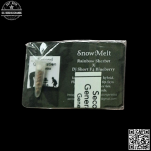 Second Generation Genetics Snow Melt F1 (Rainbow Sherbet x Blueberry F4) 11 Regular Seeds