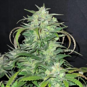 Preservation Project Sensi Star F2 10 Regular Seeds