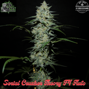 Serial Crusher Theory F4 3 Feminized Autoflower Seeds