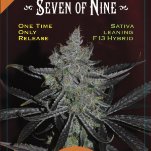 Seven of Nine (F13 Sativa Hybrid) 13 Regular Seeds