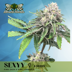 Sexyy S1 (Pink Zaza x Pink LemonAid) 6 Feminized Seeds
